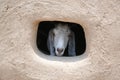 a goat looking at camera through a mud hut window hole Royalty Free Stock Photo