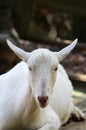 Goat looking at camera with space for copy Royalty Free Stock Photo