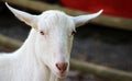 Goat looking at camera with space for copy Royalty Free Stock Photo