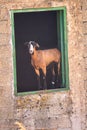 Goat looking out of a window on a house. A funny pose. Royalty Free Stock Photo