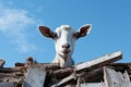 a goat looking over a pile of wood on a sunny day Royalty Free Stock Photo