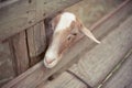 Goat looking at something Royalty Free Stock Photo