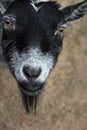Goat looking up Royalty Free Stock Photo