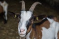 Goat looks curious - portrait