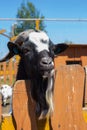 Goat looks over the fence Royalty Free Stock Photo