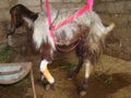 A goat after a lumpectomy in the foot. Slings for animals| goat, Sling