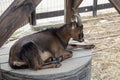 Goat is lying on the covered well Royalty Free Stock Photo