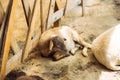 Goat lying on a dry sunny day