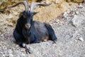 Goat lying on the ground watching