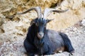 Goat lying on the ground watching. Black and brown