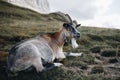 A goat lying on a meadow with mountains in the background