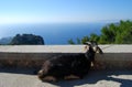 Goat lying with the panoramic view on the sea.