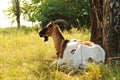 Goat lying portrait Royalty Free Stock Photo
