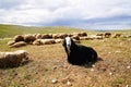 Goat is lying on posture and sheep herd lying in background