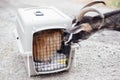 Goat making friends with old pekingese dog sitting in carrying cage at shelter. Adorable old and blind dog in cage. Adoption