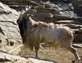 Goat markhor