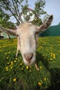 Goat on meadow