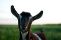 Goat meadow Royalty Free Stock Photo