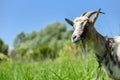 Goat on the meadow, grazing on the chain, beautiful sunny day