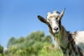 Goat on the meadow, grazing on the chain. Stories about rural life in Ukraine