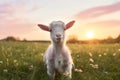 Grass rural goat farming sunset animals Royalty Free Stock Photo