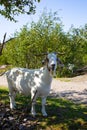 Goats on Bornholm island