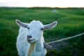 Goat meadow Royalty Free Stock Photo