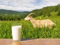 Goat milk in a glass against the background of a grazing goat in the Altai Mountains. Mobile photo Royalty Free Stock Photo