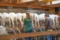 Goat milking facilities in a farm, livestock