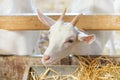 Goat milking facilities in a farm, livestock Royalty Free Stock Photo