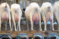 Goat milking facilities in a farm, livestock Royalty Free Stock Photo