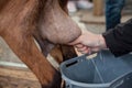 goat milking by woman in a farm