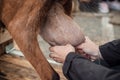 Goat milking by woman in a farm