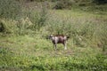 Goat in Moldova