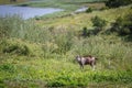 Goat in Moldova