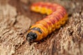 Goat moth caterpillar on bark Royalty Free Stock Photo