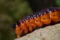 Goat moth caterpillar Royalty Free Stock Photo