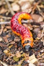 Goat Moth Caterpillar