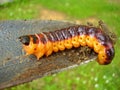 Goat Moth Caterpillar