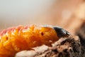 Goat moth caterpillar on tree stump Royalty Free Stock Photo