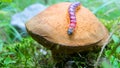 goat moth (Coccus coccus) caterpillar