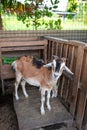 Goat mother and kid Caribbean breed in stall domestic