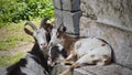 Goat mother with little goat snuggling eachother