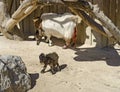 Goat mother with two newborn kids