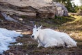 Goat mountain in nature