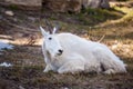 Goat mountain in nature