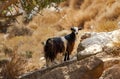 Goat in the mountains of Crete