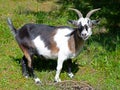 A Goat with a Mouthful of Grass