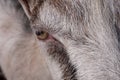 Goat muzzle with eye, close-up Royalty Free Stock Photo