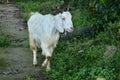 Goat At Natural Location In Himachal Pradesh India